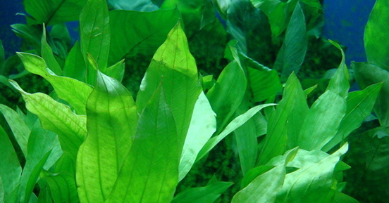 苦草的經濟價值有哪些呢？